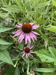 Echinacea purpurea