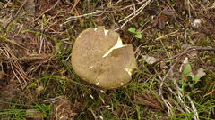 Xerocomus ferrugineus