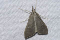 Mecyna asinalis