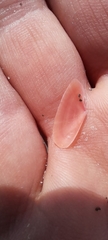 Moerella pulchella