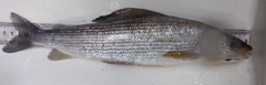Thymallus thymallus