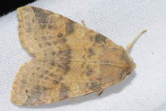 Xanthia ocellaris