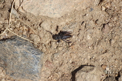 Neodorcadion bilineatum