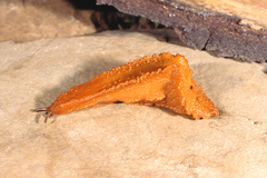 Chlamydephorus burnupi