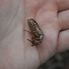 Neocicada hieroglyphica