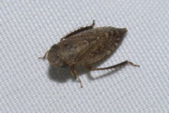 Aphrodini