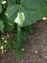 Pantographa limata