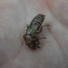 Neocicada hieroglyphica