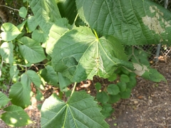 Pantographa limata