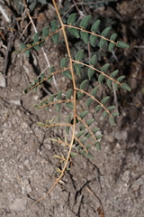 Pellaea intermedia