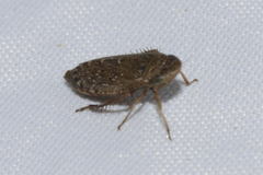 Aphrodini
