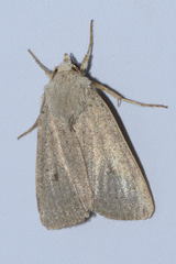 Xestia castanea