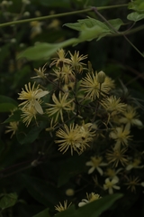 Clematis vitalba