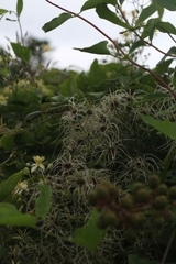 Clematis vitalba