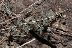 Pellaea intermedia