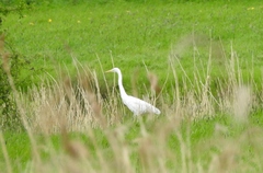 Ardea alba alba