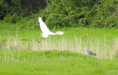 Ardea alba alba