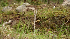 Xerocomus ferrugineus