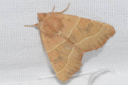 Centre-barred Sallow