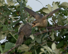 Acrocephalus arundinaceus