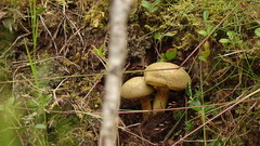 Xerocomus ferrugineus