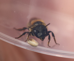 Osmia aurulenta