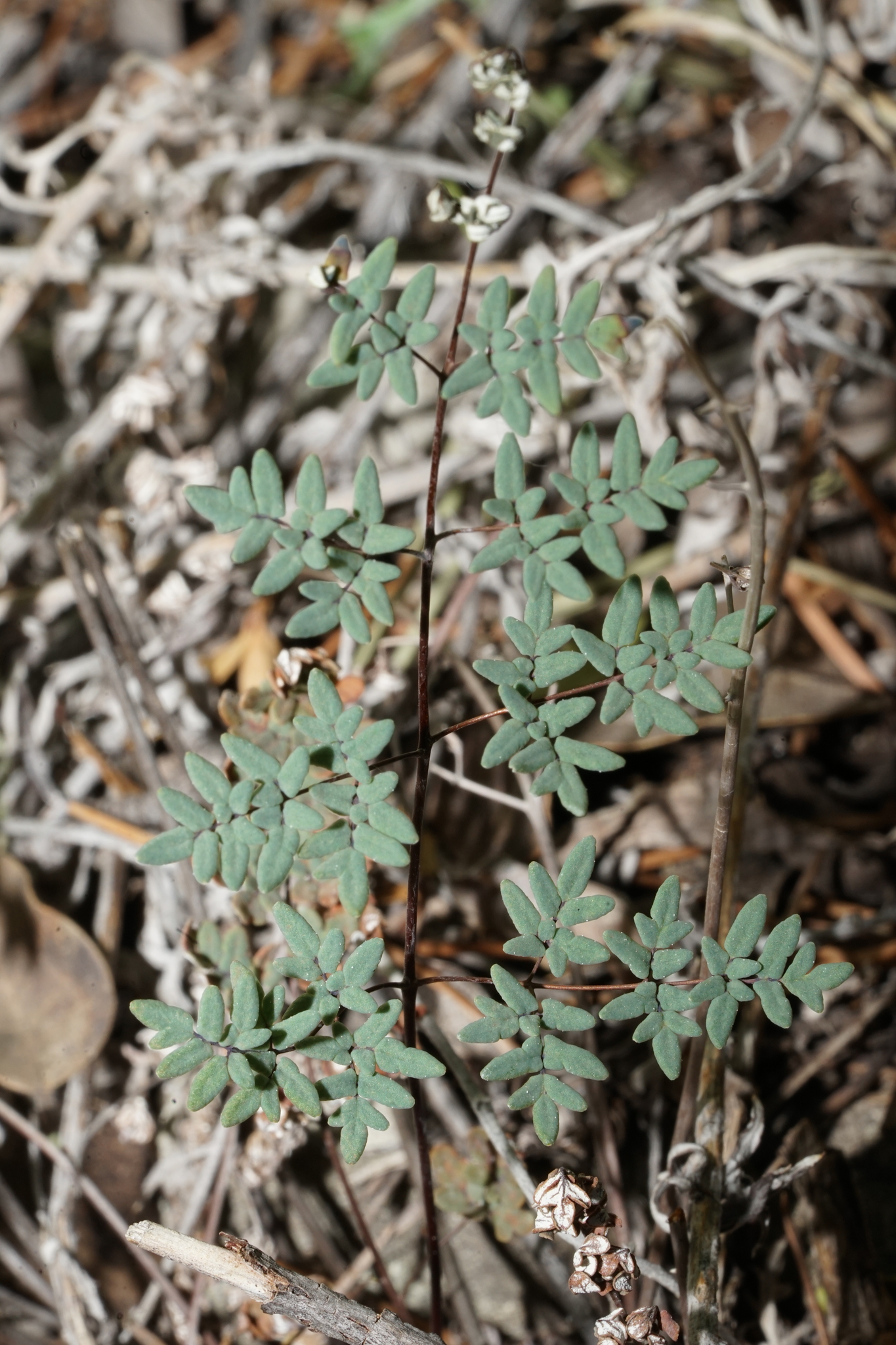 Argyrochosma limitanea ssp. mexicana