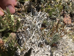 Thamnolia vermicularis