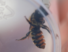 Osmia aurulenta
