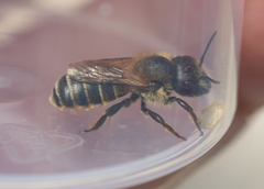 Osmia aurulenta