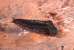 Chlamydephorus burnupi
