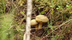 Xerocomus ferrugineus