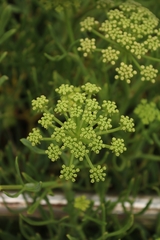 Crithmum maritimum