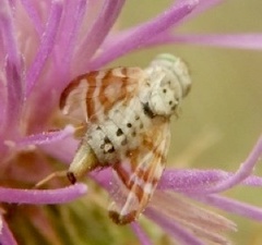 Terellia occidentalis