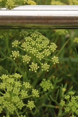 Crithmum maritimum