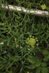 Crithmum maritimum