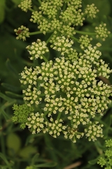 Crithmum maritimum