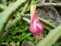 Selenicereus minutiflorus
