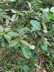 Clethra tomentosa