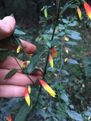 Justicia floribunda