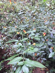 Justicia floribunda