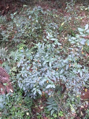 Justicia floribunda