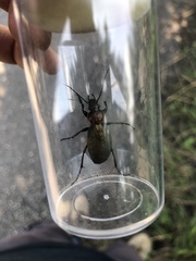 Carabus monilis