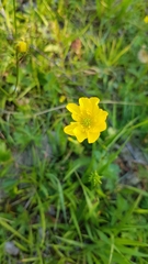 Ranunculus montanus