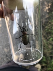 Carabus monilis