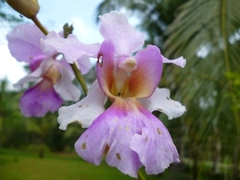 Papilionanthe