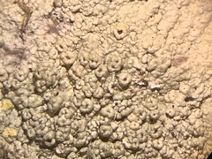 Pertusaria rubefacta