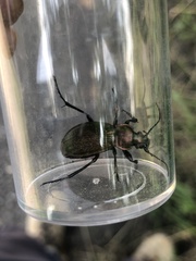 Carabus monilis