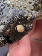 Calliostoma ligatum