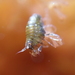 Amphilochidae - Photo (c) Siena McKim, some rights reserved (CC BY-NC), uploaded by Siena McKim